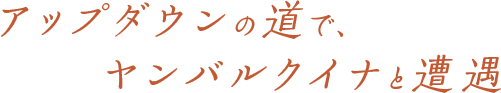 アップダウンの道で、ヤンバルクイナと遭遇