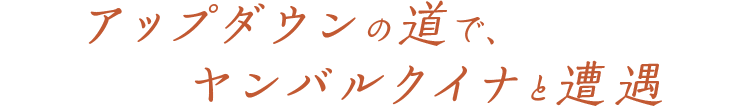アップダウンの道で、ヤンバルクイナと遭遇