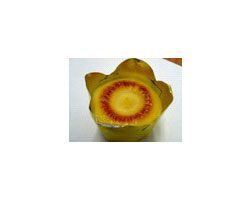 tFXeBo{XFESTIVALO LOVELY