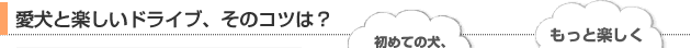 愛犬と楽しいドライブ、そのコツは？