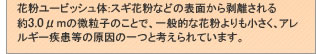 花粉ユービッシュ体：スギ花粉などの表面から剥離される約3.0μmの微粒子のことで、一般的な花粉よりも小さく、アレルギー疾患等の原因の一つと考えられています。