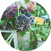 おしゃれな紫陽花にうっとり。