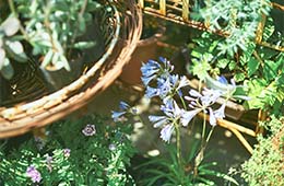 小さいお花も素敵。