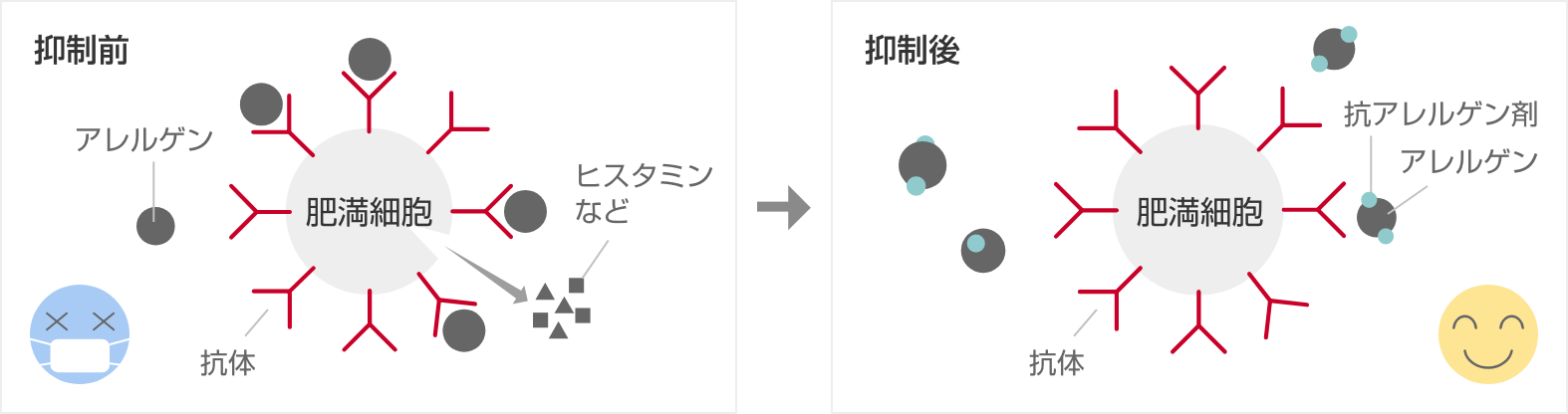 抑制前 アレルゲン 抗体 ヒスタミンなど 抑制後 抗体 抗アレルゲン剤 アレルゲン