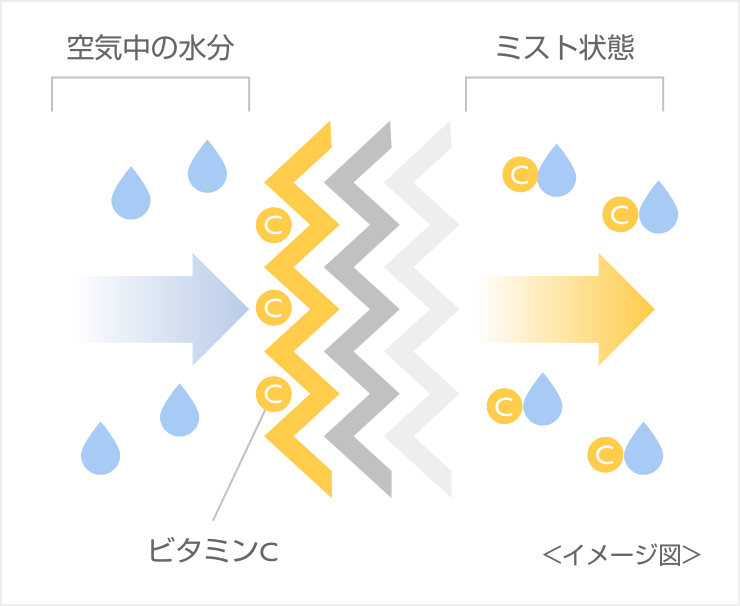 ビタミン放出のしくみ